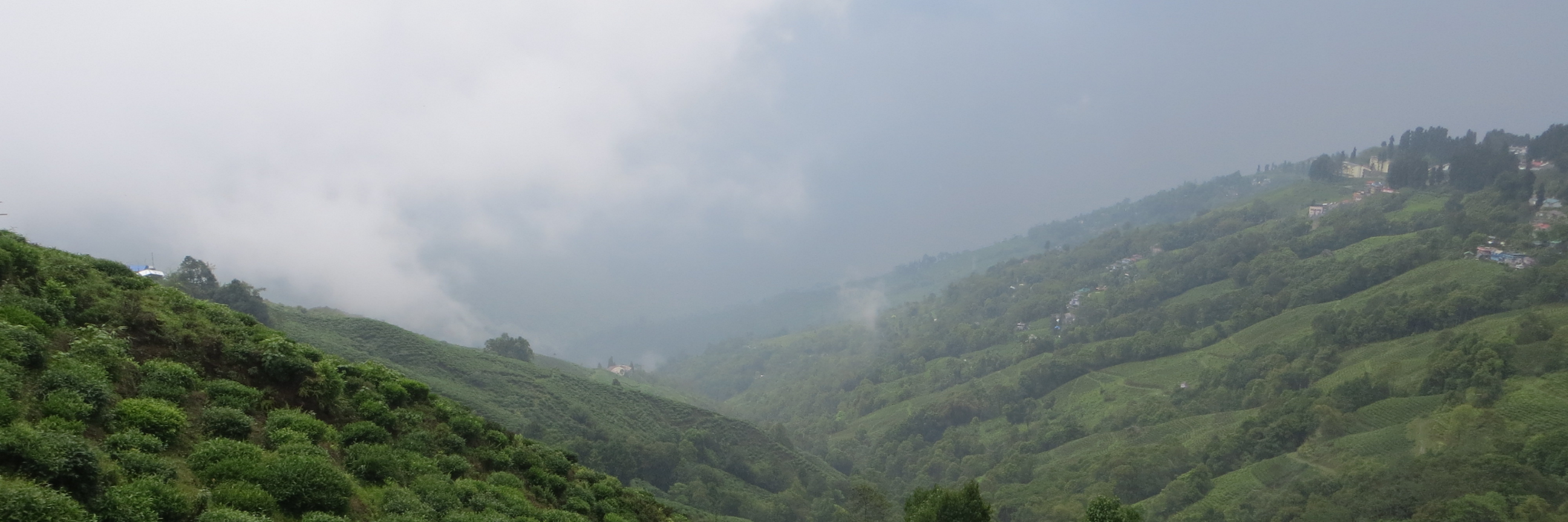 What is Darjeeling First Flush?
