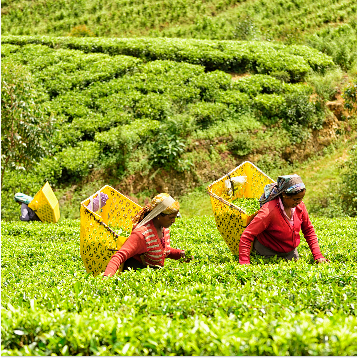 Tea Supplier & Wholesale Tea Stockists | The Tea Makers of London